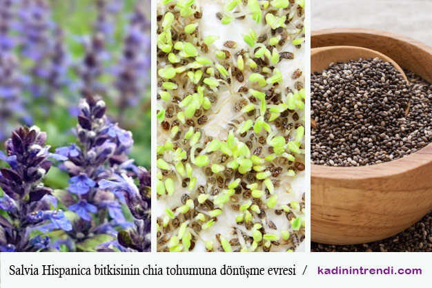 Salvia Hispanica- Chi Tohumu ve faydaları